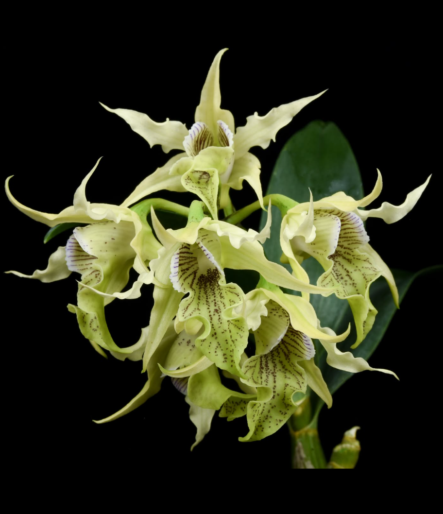 Orchids: Dendrobium — Our Plants — TropicalExotique